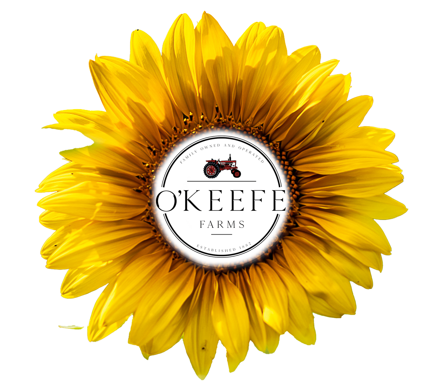 O'Keefe 2025 Sunflower Festival
