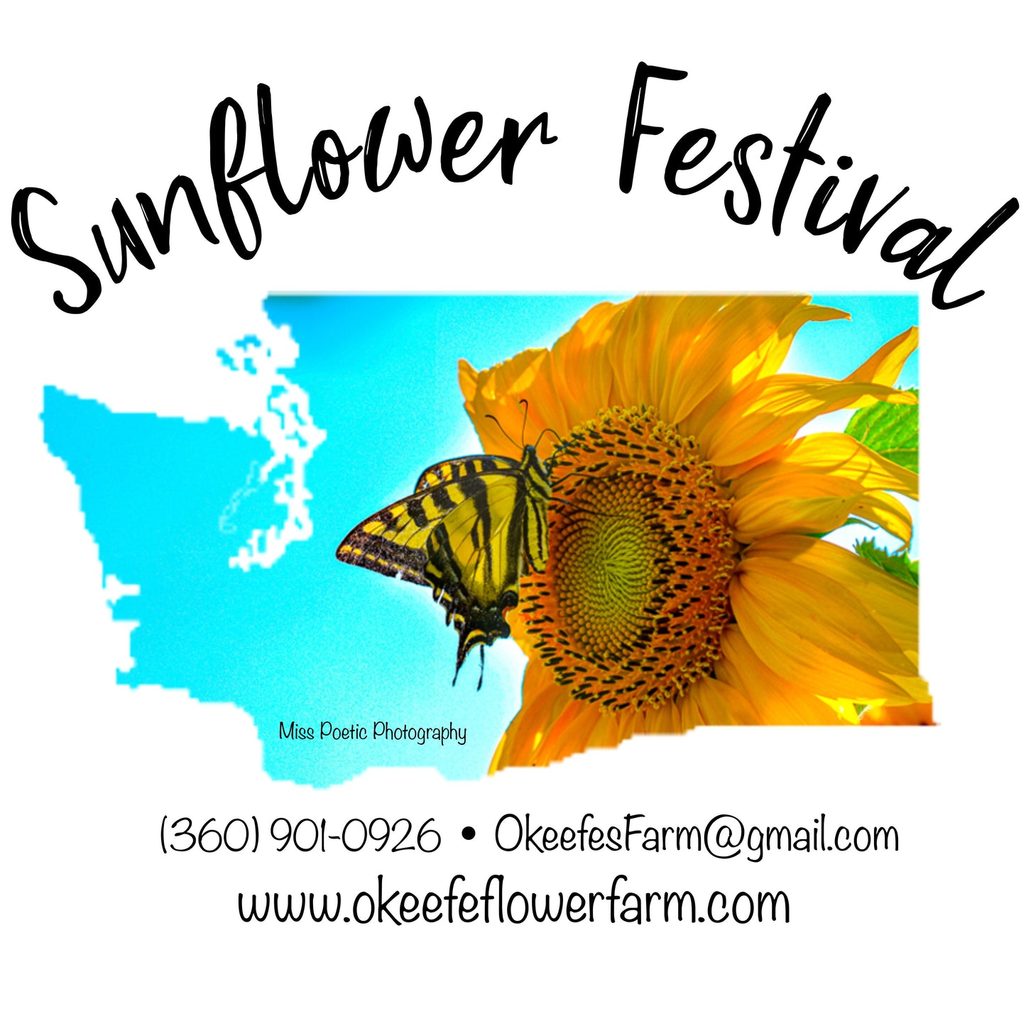 O'Keefe 2023 Sunflower Festival
