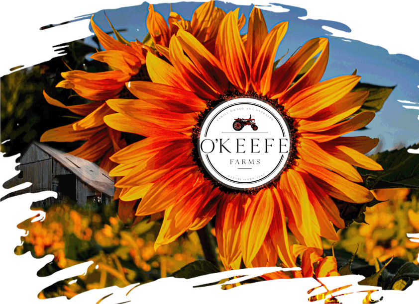 O'Keefe 2024 Sunflower Festival