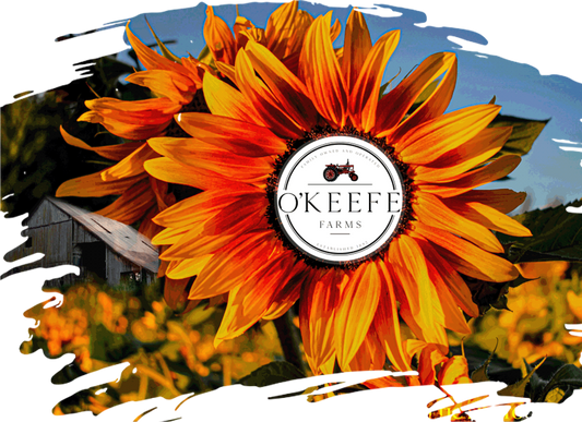 O'Keefe 2024 Sunflower Festival